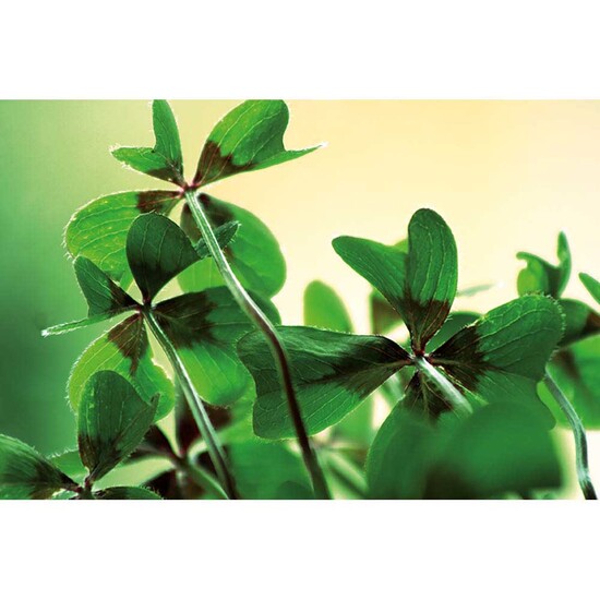 Pflanz-Holz mit Samen - Glücksklee-Zwiebel (* Je nach Verfügbarkeit der Glücksklee-Zwiebeln)