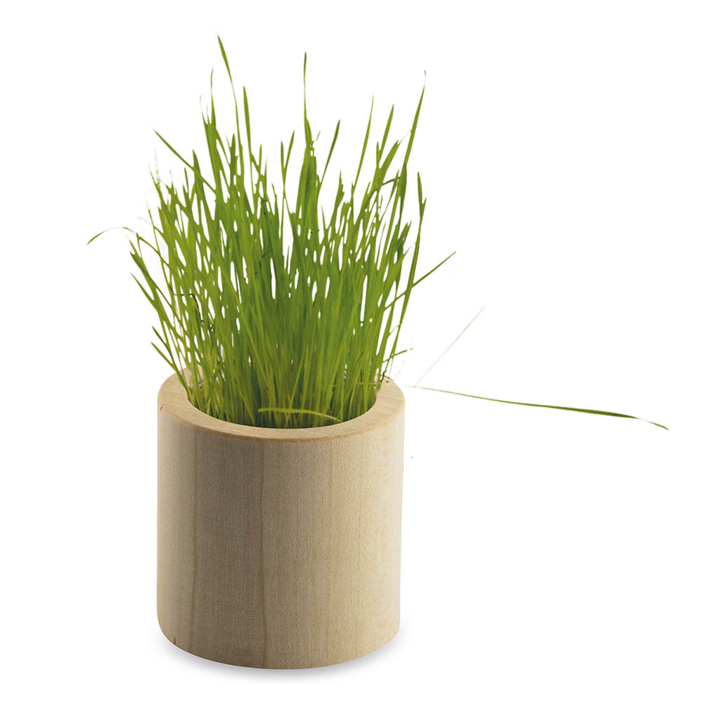 Pflanz-Holz rund mit Samen - Margerite