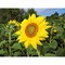 Pflanz-Holz rund mit Samen - Sonnenblume