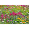 Pflanz-Kork rund mit Samen - Sommerblumenmischung