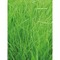Pflanz-Fässchen mit Samen - Gras, Lasergravur