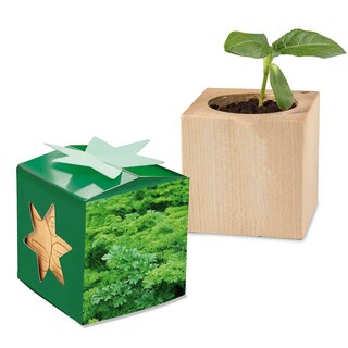 Pflanz-Holz Star-Box mit Samen - Petersilie, 2 Seiten gelasert