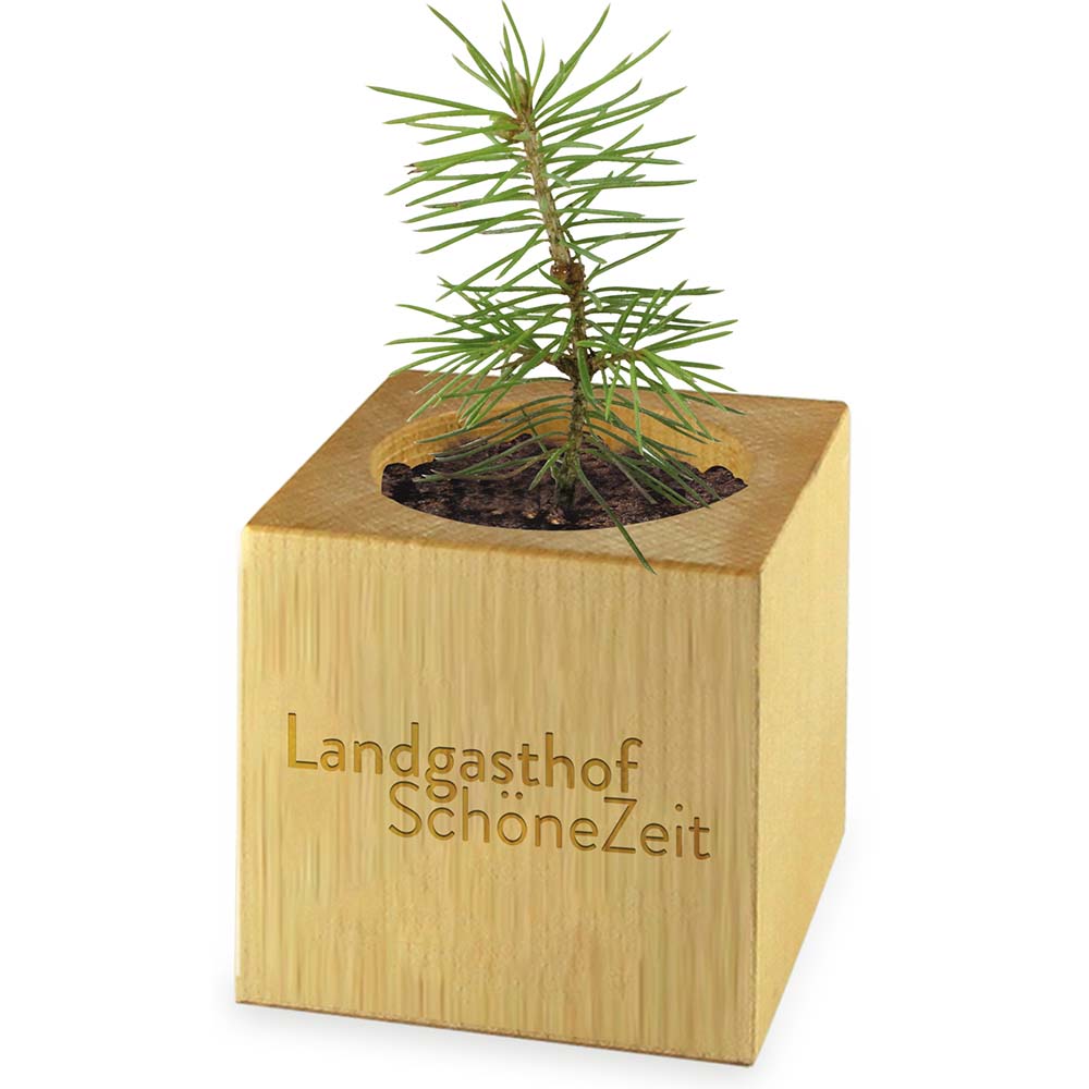 Pflanz-Holz Maxi Star-Box mit Samen - Ringelblume, 2 Seiten gelasert