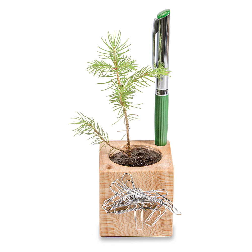Pflanz-Holz Büro Star-Box mit Samen - Persischer Klee