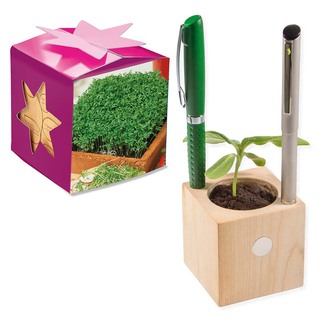 Pflanz-Holz Büro Star-Box mit Samen - Gartenkresse, 1 Seite gelasert