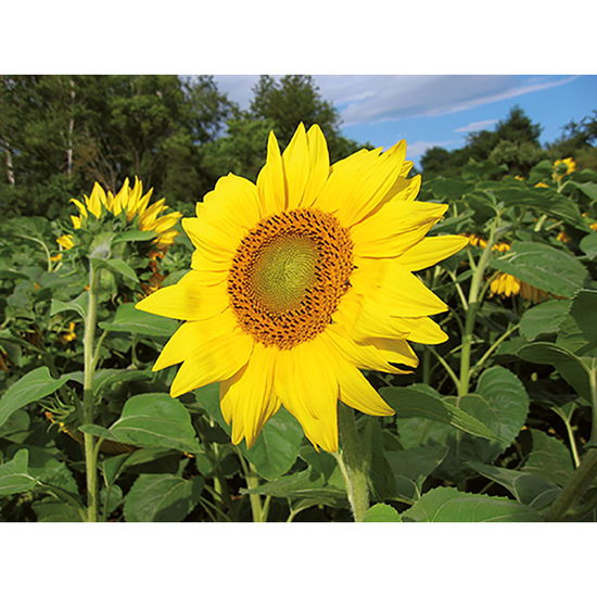Pflanz-Holz Hexagon mit Samen - Sonnenblume