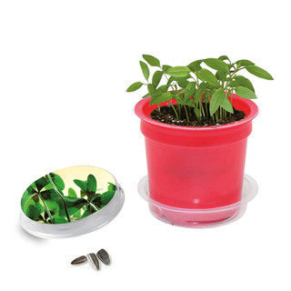 Florero-Töpfchen mit Samen - rot - Glücksklee-Zwiebel (* Je nach Verfügbarkeit der Glücksklee-Zwiebeln)