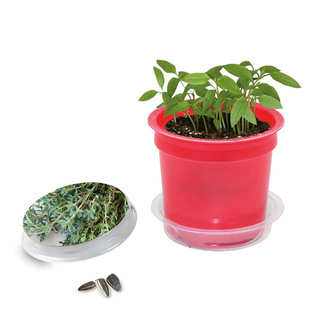 Florero-Töpfchen mit Samen - rot - Thymian