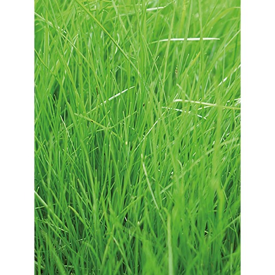 Florero-Töpfchen mit Samen - terracotta - Gras