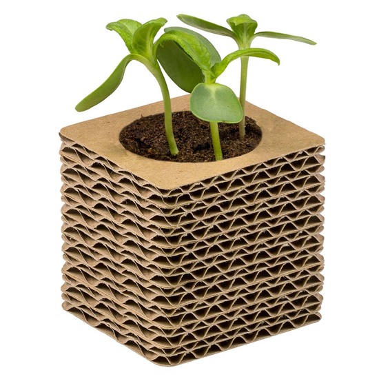 Wellkarton-Pflanzwürfel Mini mit Samen - Basilikum